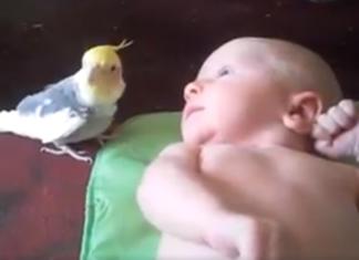 La reacción de un bebé de 2 semanas cuando un pajarito le canta una canción