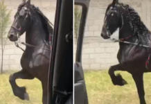 Un caballo se une al último Challenge y su baile se hace viral