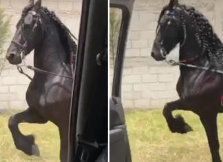 Un caballo se une al último Challenge y su baile se hace viral