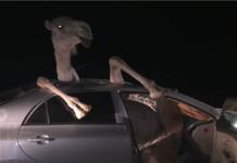 Un aterrorizado camello queda atrapado en un auto al impactar contra el parabrisas