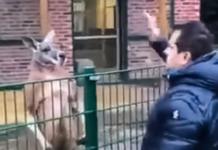 El predicador Tuncer Ciftci se burla de un canguro enjaulado mientras intenta golpearlo