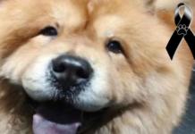 Jamás pensó que ir a la peluquería canina acabaría en tragedia…Ahora quiere alertar a otros