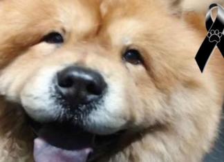 Jamás pensó que ir a la peluquería canina acabaría en tragedia…Ahora quiere alertar a otros