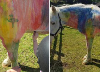La cruel moda de pintar ponis en las fiestas infantiles indigna a las redes Happy Equine