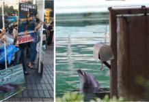 Indignación en Japón por el cruel abandono de un delfín dentro de un acuario clausurado