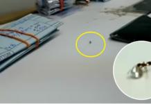 Un impactante vídeo muestra cómo una hormiga intentó robar un diamante en una joyería