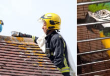 Un loro insulta al bombero que le rescata tras quedarse atascado en el techo de una casa