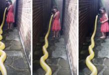 Una niña de 5 años acaricia y abraza a una pitón gigante sin temor alguno