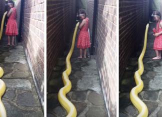 Una niña de 5 años acaricia y abraza a una pitón gigante sin temor alguno
