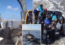 Un grupo de orcas varadas son devueltas al océano tras 20 horas de un impresionante rescate