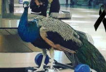 Muere Dexter, el famoso pavo real que causó polémica al ser rechazado en una aerolínea