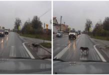 Un inteligente perro da una lección de cómo usar el paso de cebra y deja a todos sin palabras