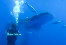 Peces rodean a un buzo formando un cardumen para protegerlo de un enorme tiburón