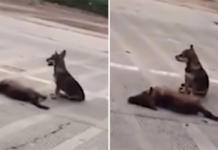 La desgarradora escena del perrito que no se aparta del cadáver de su amigo atropellado