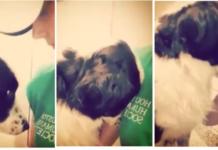 El triste momento en que un perrito llora tras no entender por qué lo abandonan en un refugio