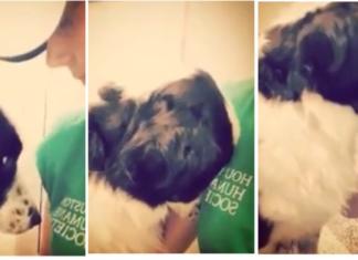 El triste momento en que un perrito llora tras no entender por qué lo abandonan en un refugio