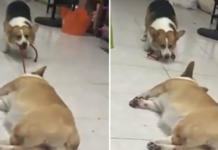 Lo intenta todo para lograr que su perezoso amigo se levante a jugar pero es imposible