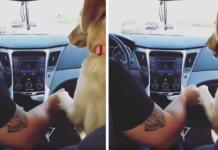 Un perro obliga a su dueña a sentarse en la parte trasera del auto y enloquece las redes