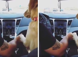 Un perro obliga a su dueña a sentarse en la parte trasera del auto y enloquece las redes