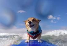 Un perro surfea como terapia tras quedar herido por un terrible ataque