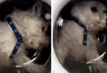 Un perro sobrevive después de que su dueña lo metiera en la lavadora