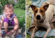 Un perro destroza su propio bozal para salvar a una niña de 11 años del ataque de un pedófilo