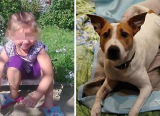 Un perro destroza su propio bozal para salvar a una niña de 11 años del ataque de un pedófilo