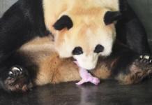 El exitoso parto de gemelos de una osa panda tras «maratónicas sesiones de apareamiento»