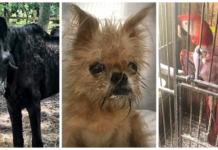 Más de 60 animales rescatados de la casa de una anciana que no los podía cuidar