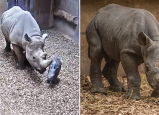Rinoceronte negro en peligro de extinción da a luz a su cría en el Zoológico de Chester