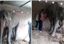 Laxmi, la elefanta que tuvo una vida llena de torturas durante años hasta perder la vida