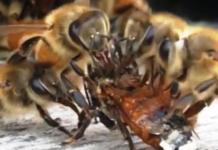 Una abeja casi muere tras caer en la miel, pero sus compañeras corren a salvarle la vida