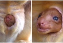 Graban el momento en que este adorable bebé emerge de la bolsa de su madre