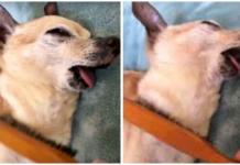 Un perro se rinde por completo a las suaves caricias de su dueño con un cepillo para el pelo