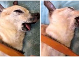 Un perro se rinde por completo a las suaves caricias de su dueño con un cepillo para el pelo