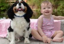 Un perro héroe salva a una pequeña de un año de morir asifixiada mientras dormía