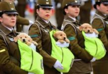 Desfile militar se roba el corazón tras presentar a sus adorables «funcionarios» en brazos