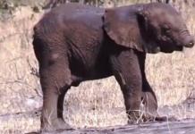 Descubren en la selva a un bebé elefante con su trompa mutilada