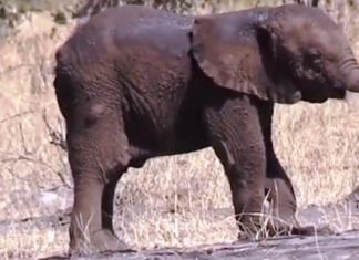 Descubren en la selva a un bebé elefante con su trompa mutilada