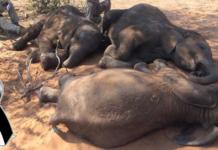 Hallan los cuerpos de 87 elefantes asesinados en la peor matanza de la historia