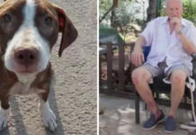 La perrita que no se apartó del anciano con alzheimer desaparecido recibe la mejor recompensa Estrella, España