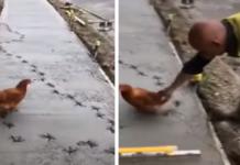 Divertido momento en que una traviesa gallina arruina sin más un suelo recién asfaltado