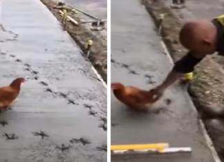 Divertido momento en que una traviesa gallina arruina sin más un suelo recién asfaltado