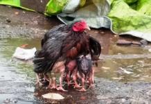 Mamá gallina conmueve por su acto de amor con sus polluelos bajo la lluvia torrencial