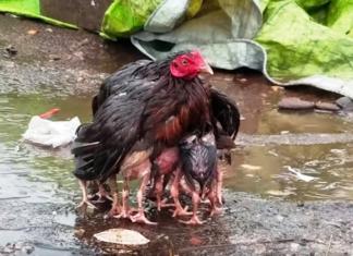 Mamá gallina conmueve por su acto de amor con sus polluelos bajo la lluvia torrencial