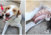 Una amorosa perrita amamanta a un gatito que personas sin corazón tiraron a la basura