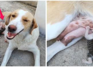 Una amorosa perrita amamanta a un gatito que personas sin corazón tiraron a la basura