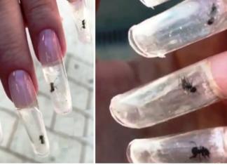 Conmoción en la red tras la cruel moda de introducir hormigas vivas dentro de uñas acrílicas
