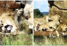 El brutal ataque de 9 furiosas leonas contra el macho de la manada deja a turistas atónitos