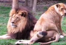 Una leona se sienta sobre el macho para llamar su atención… Pero él la ignora por completo